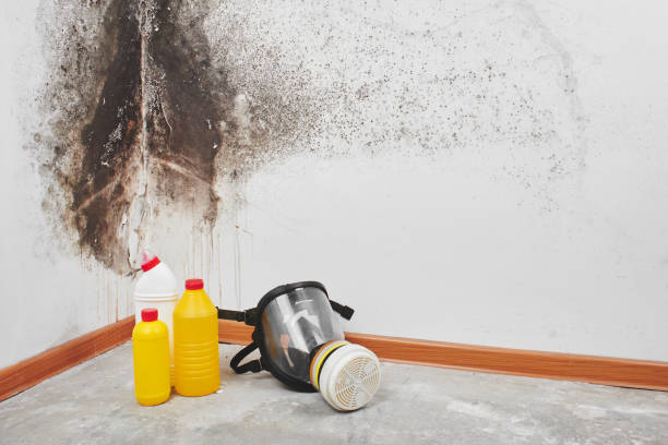 Best Attic Mold Remediation in Desoto, TX