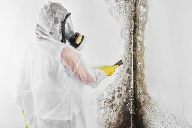 Best Insurance-Related Mold Remediation in Desoto, TX