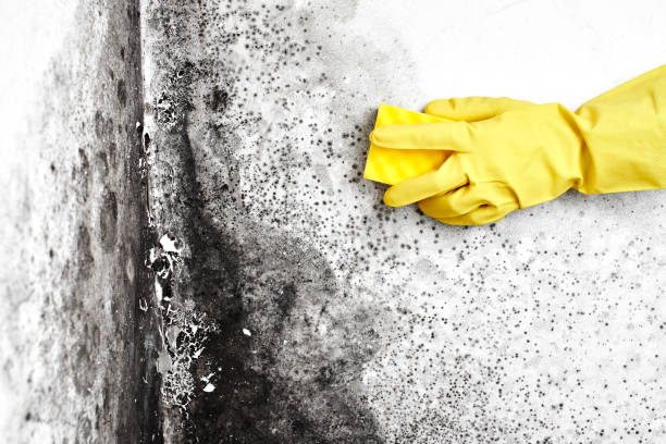 Best Kitchen Mold Remediation in Desoto, TX