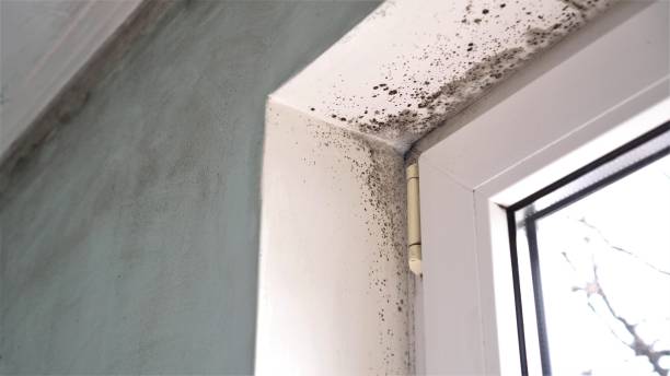 Best Health and Safety Mold Remediation in Desoto, TX