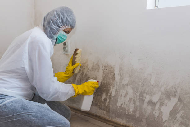 Best Black Mold Remediation in Desoto, TX