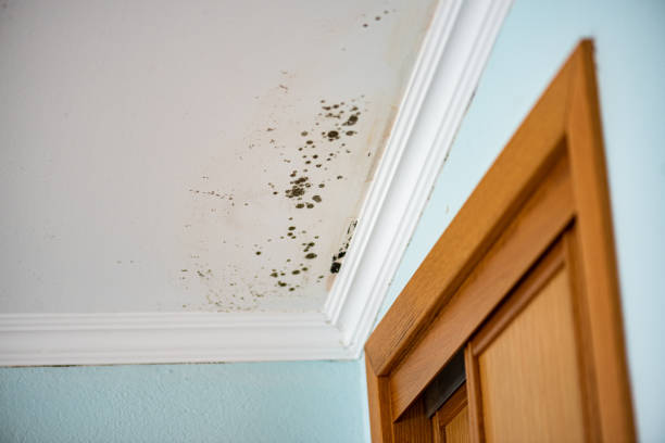 Best Attic Mold Remediation in Desoto, TX