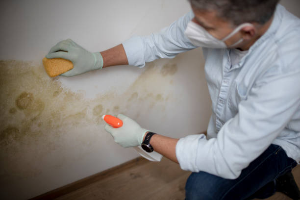 Reliable Desoto, TX Mold Remediation Solutions
