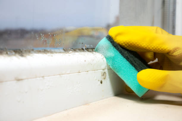 Best Basement Mold Remediation in Desoto, TX
