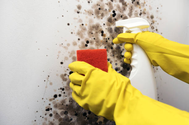 Best Mold Remediation for Specific Building Types in Desoto, TX