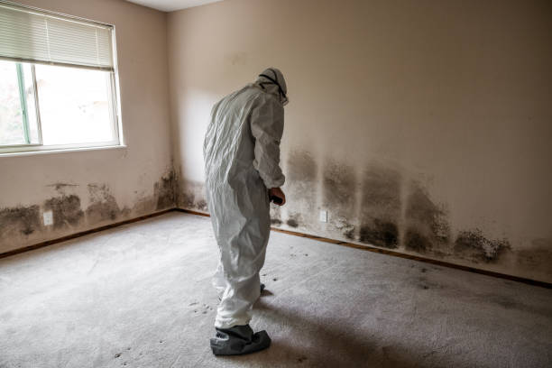 Best Emergency Mold Remediation in Desoto, TX