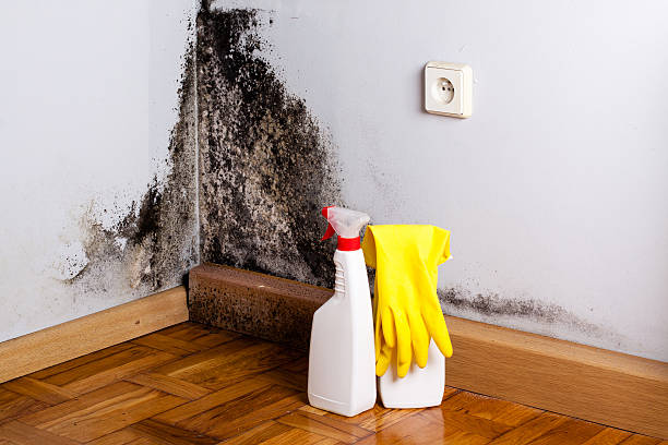 Best Post-Flood Mold Remediation in Desoto, TX