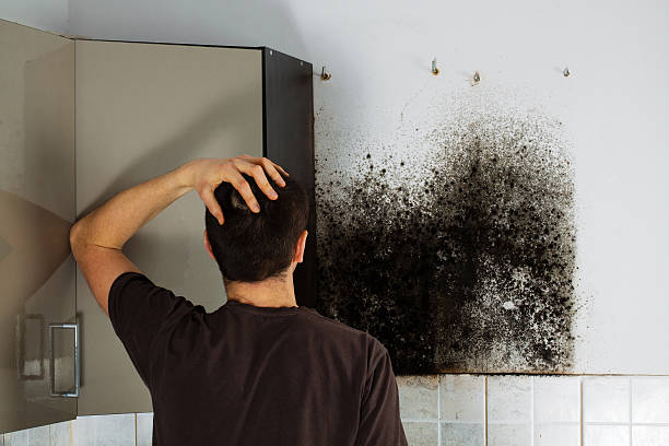 Best Health and Safety Mold Remediation in Desoto, TX